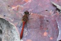 Sympetrum sanguineum