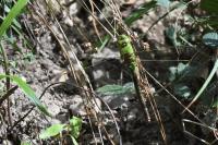 Anax imperator