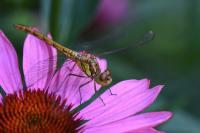 Sympetrum striolatum