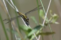 Orthetrum cancellatum