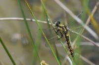 Orthetrum cancellatum