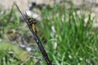 Libellula depressa
