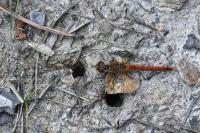 Sympetrum sanguineum