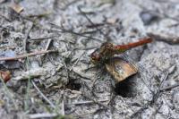 Sympetrum sanguineum