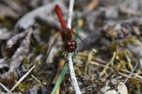 Sympetrum sanguineum