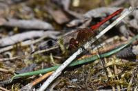 Sympetrum sanguineum