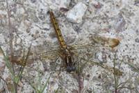 Orthetrum coerulescens