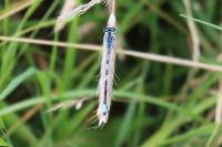Coenagrion scitulum