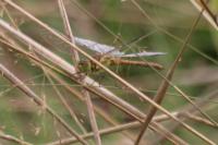Sympetrum striolatum