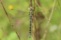 Aeshna cyanea