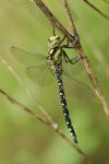 Aeshna cyanea