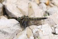 Orthetrum cancellatum