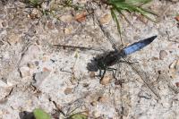 Orthetrum cancellatum