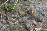 Crocothemis erythraea