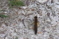 Crocothemis erythraea