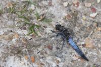 Orthetrum cancellatum