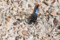 Orthetrum cancellatum