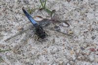 Orthetrum cancellatum