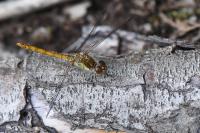 Sympetrum striolatum
