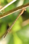 Sympecma fusca