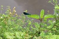 Calopteryx virgo