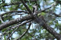 Anax parthenope