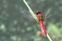 Crocothemis erythraea