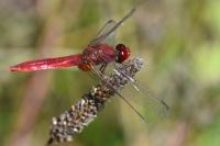Crocothemis erythraea