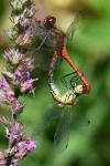 Sympetrum sanguineum
