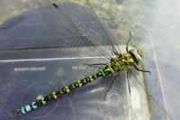 Aeshna cyanea