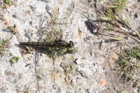 Orthetrum cancellatum