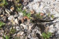 Orthetrum cancellatum