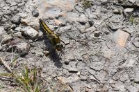 Orthetrum cancellatum