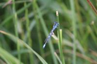 Coenagrion scitulum