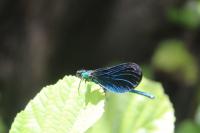 Calopteryx virgo