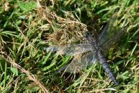 Orthetrum cancellatum