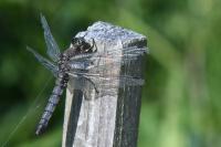 Orthetrum cancellatum