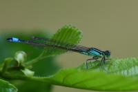 Ischnura elegans
