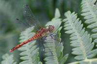 Sympetrum sanguineum