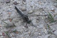 Orthetrum cancellatum