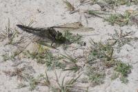 Orthetrum cancellatum