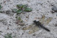 Orthetrum cancellatum