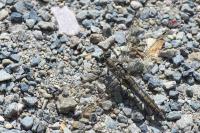 Orthetrum cancellatum