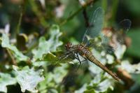 Sympetrum sanguineum