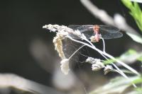 Sympetrum sanguineum