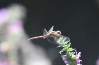 Sympetrum sanguineum