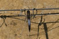 Orthetrum cancellatum