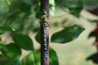 Aeshna cyanea