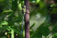 Aeshna cyanea