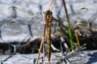 Orthetrum coerulescens